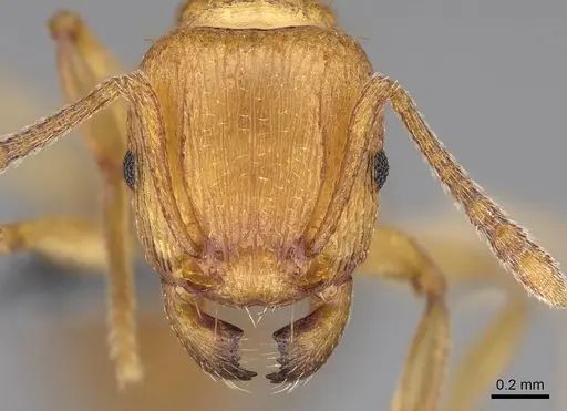 Tetramorium capense specimen CASENT0785953 image casent0785953_2