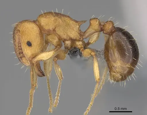 Tetramorium capense specimen CASENT0785953 image casent0785953_3