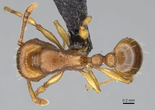 Tetramorium capense specimen CASENT0822230 image casent0822230_1