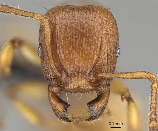 Tetramorium capense specimen CASENT0822230 image casent0822230_2
