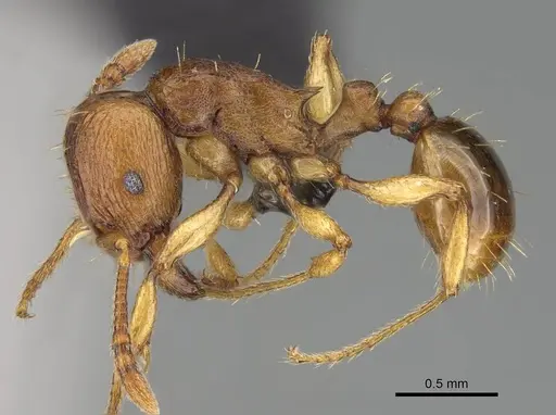 Tetramorium capense specimen CASENT0822230 image casent0822230_3