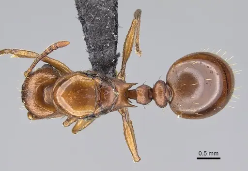 Tetramorium capense specimen CASENT0822231 image casent0822231_1