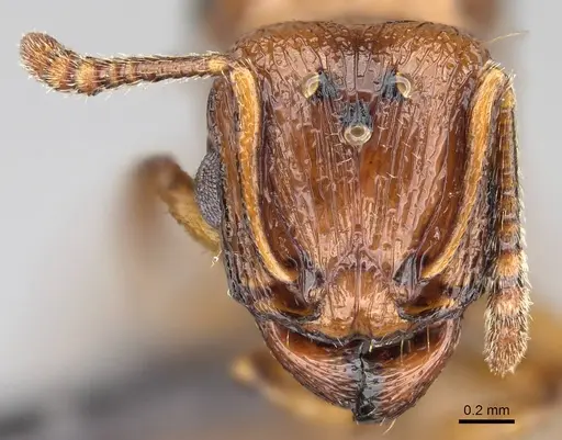 Tetramorium capense specimen CASENT0822231 image casent0822231_2