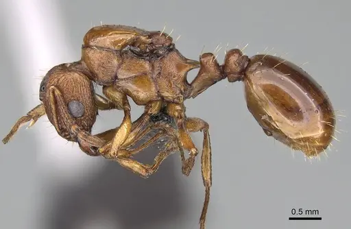 Tetramorium capense specimen CASENT0822231 image casent0822231_3