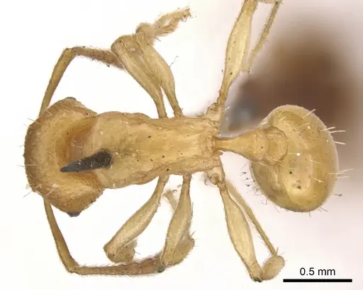 Tetramorium capense specimen CASENT0901238 image casent0901238_1