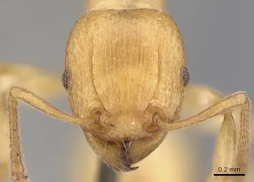 Tetramorium capense specimen CASENT0901238 image casent0901238_2