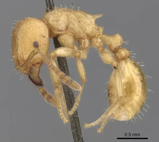 Tetramorium capense specimen CASENT0901238 image casent0901238_3