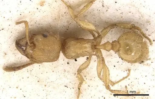 Tetramorium capense specimen CASENT0901239 image casent0901239_1