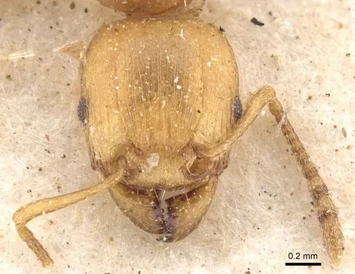 Tetramorium capense specimen CASENT0901239 image casent0901239_2