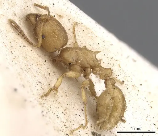Tetramorium capense specimen CASENT0901239 image casent0901239_3