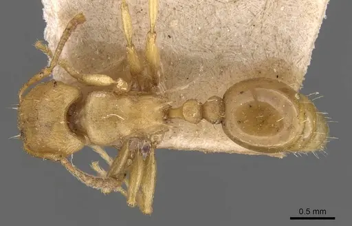 Tetramorium capense specimen CASENT0909128 image casent0909128_1