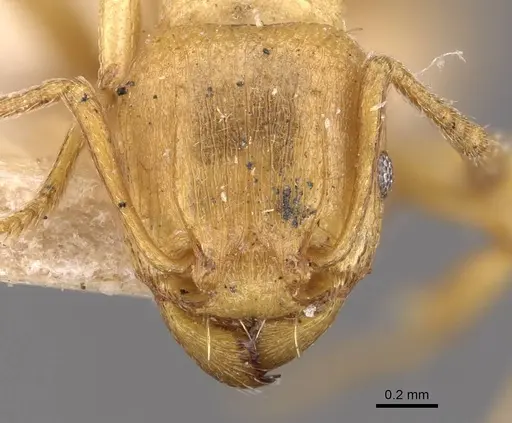 Tetramorium capense specimen CASENT0909128 image casent0909128_2