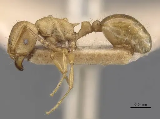 Tetramorium capense specimen CASENT0909128 image casent0909128_3