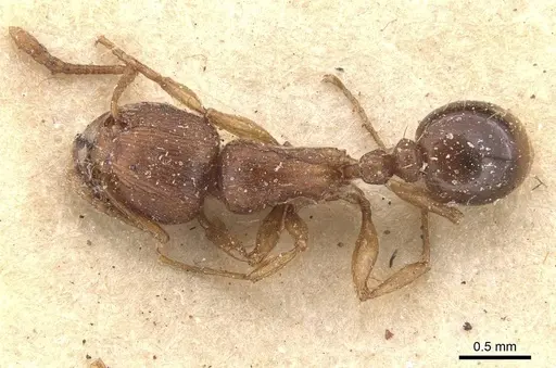Tetramorium capense specimen CASENT0909144 image casent0909144_1