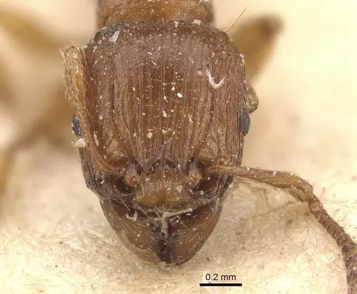 Tetramorium capense specimen CASENT0909144 image casent0909144_2