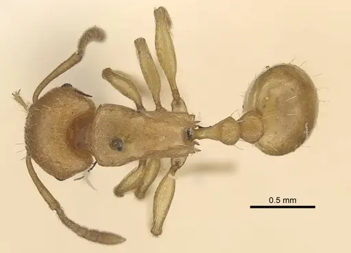 Tetramorium capense specimen CASENT0919646 image casent0919646_1
