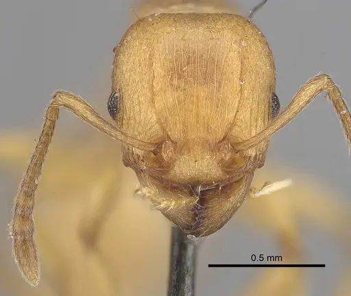 Tetramorium capense specimen CASENT0919646 image casent0919646_2