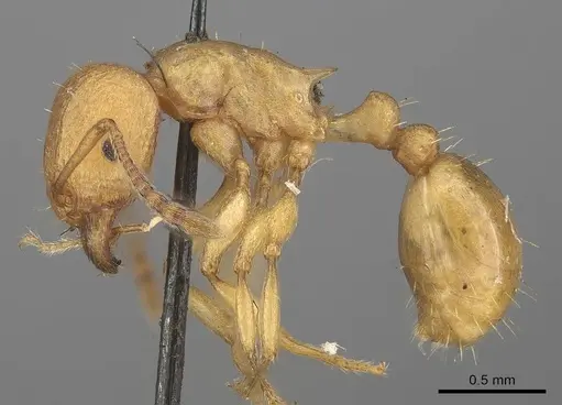 Tetramorium capense specimen CASENT0919646 image casent0919646_3