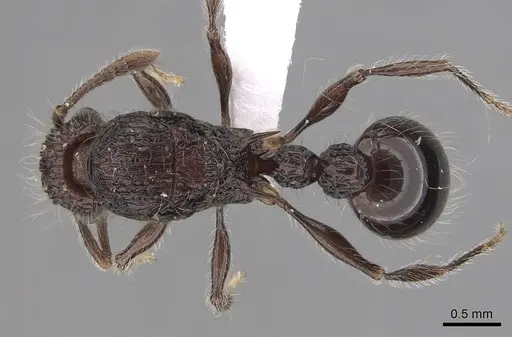 Tetramorium capillosum specimen CASENT0316959 image casent0316959_1