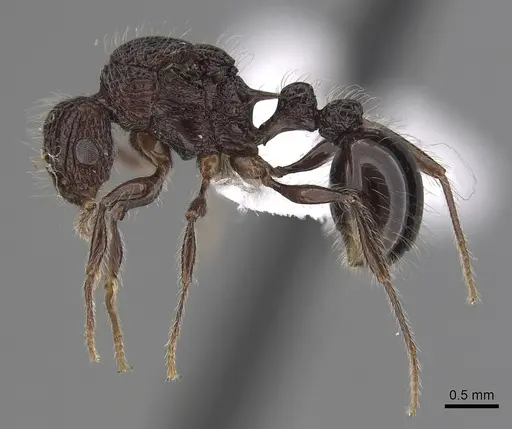 Tetramorium capillosum specimen CASENT0316959 image casent0316959_3
