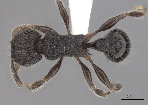 Tetramorium capillosum specimen CASENT0316960 image casent0316960_1