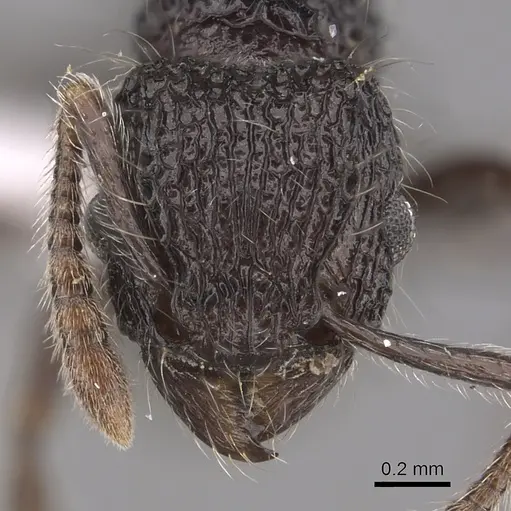Tetramorium capillosum specimen CASENT0316960 image casent0316960_2