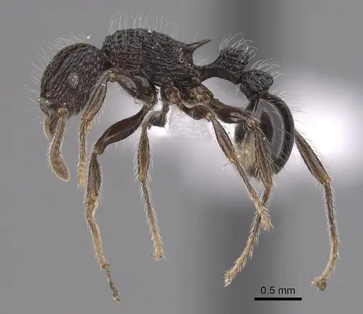 Tetramorium capillosum specimen CASENT0316960 image casent0316960_3