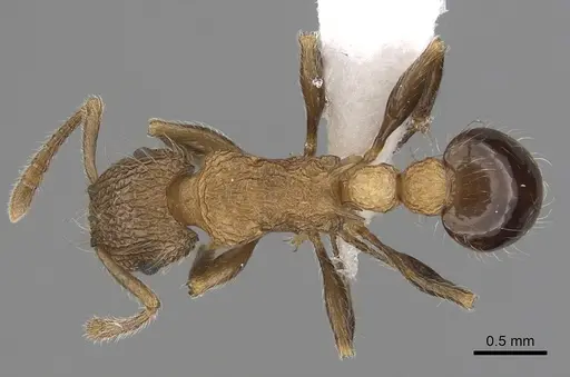 Tetramorium capillosum specimen CASENT0405973 image casent0405973_1