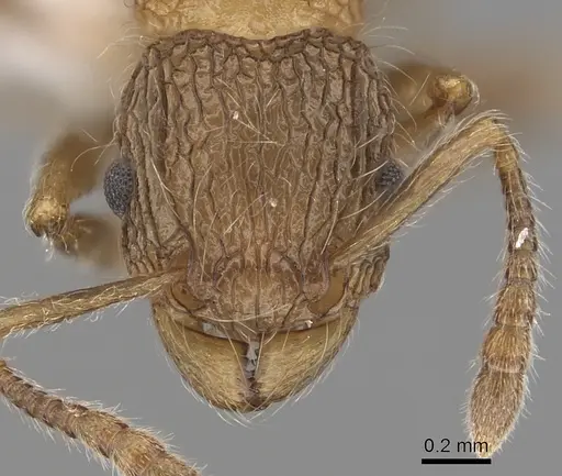 Tetramorium capillosum specimen CASENT0405973 image casent0405973_2