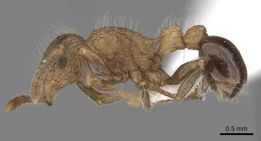 Tetramorium capillosum specimen CASENT0405973 image casent0405973_3