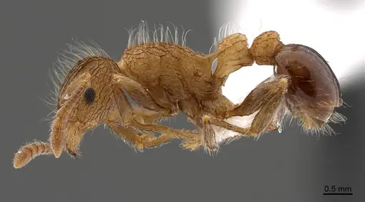 Tetramorium capillosum specimen CASENT0405973 image casent0405973_4