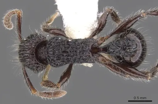 Tetramorium capillosum specimen CASENT0901156 image casent0901156_1