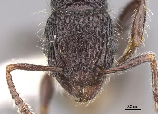 Tetramorium capillosum specimen CASENT0901156 image casent0901156_2