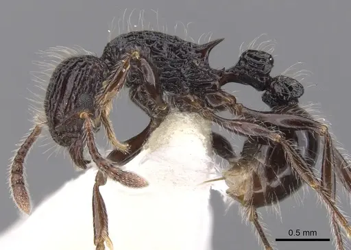 Tetramorium capillosum specimen CASENT0901156 image casent0901156_3