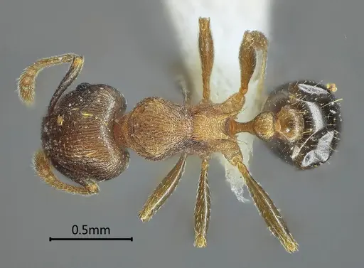 Tetramorium cardiocarenum specimen ANTWEB1060606 image antweb1060606_1
