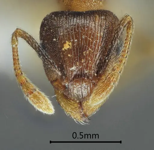 Tetramorium cardiocarenum specimen ANTWEB1060606 image antweb1060606_2