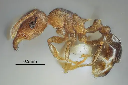 Tetramorium cardiocarenum specimen ANTWEB1060606 image antweb1060606_3
