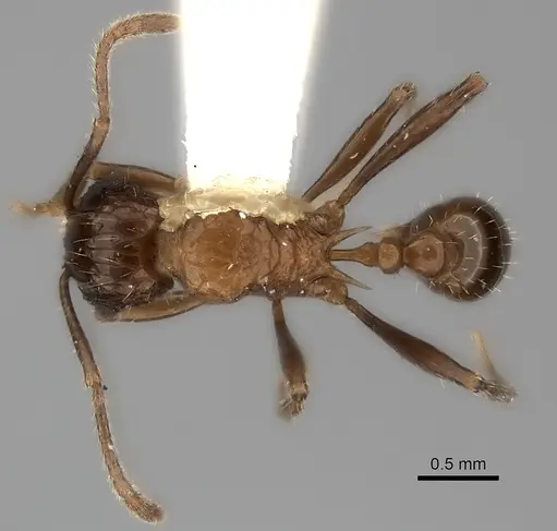 Tetramorium carinatum specimen CASENT0217962 image casent0217962_1