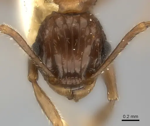 Tetramorium carinatum specimen CASENT0217962 image casent0217962_2