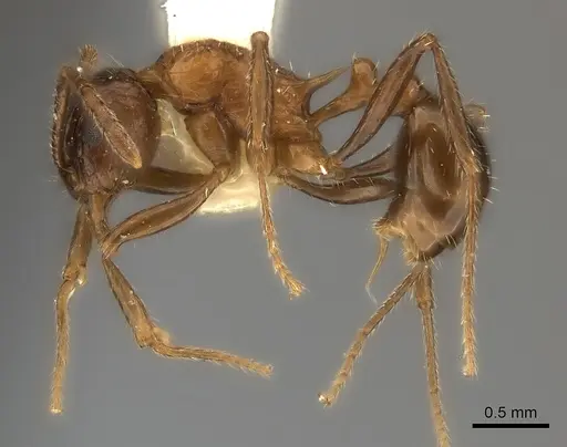 Tetramorium carinatum specimen CASENT0217962 image casent0217962_3