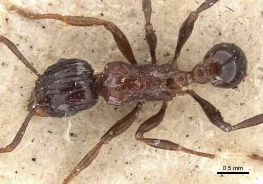 Tetramorium carinatum specimen CASENT0901375 image casent0901375_1