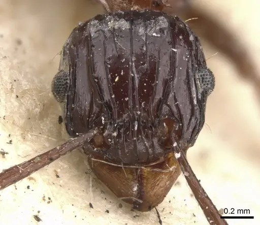 Tetramorium carinatum specimen CASENT0901375 image casent0901375_2
