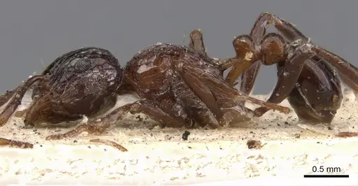 Tetramorium carinatum specimen CASENT0901375 image casent0901375_4