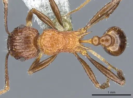 Tetramorium carinatum specimen CASENT0904800 image casent0904800_1