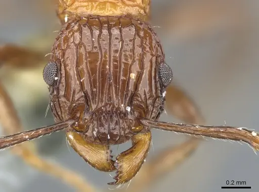 Tetramorium carinatum specimen CASENT0904800 image casent0904800_2