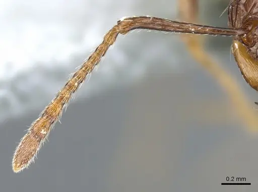 Tetramorium carinatum specimen CASENT0904800 image casent0904800_3