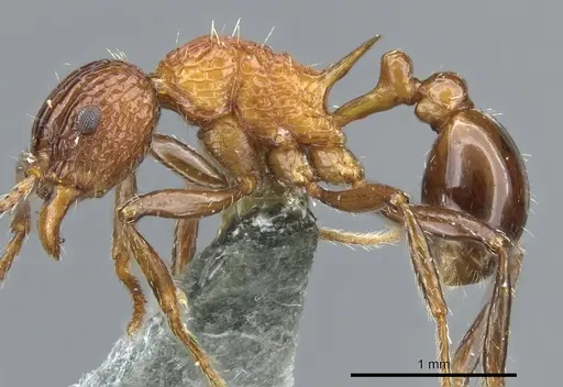 Tetramorium carinatum specimen CASENT0904800 image casent0904800_4