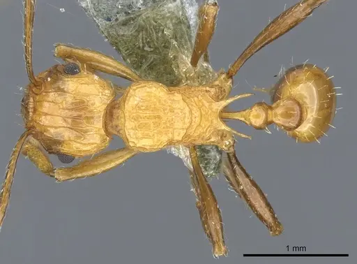 Tetramorium carinatum specimen CASENT0904801 image casent0904801_1