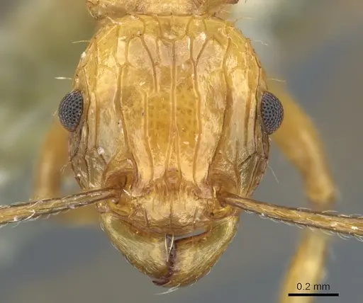 Tetramorium carinatum specimen CASENT0904801 image casent0904801_2