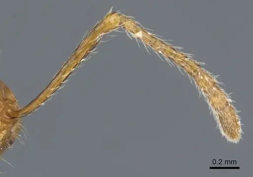 Tetramorium carinatum specimen CASENT0904801 image casent0904801_3